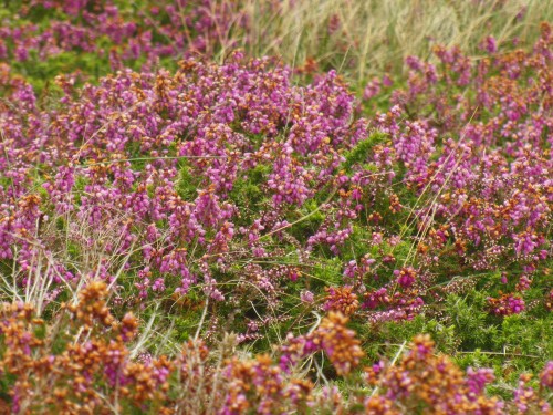 Ouessant wallpaper 45
