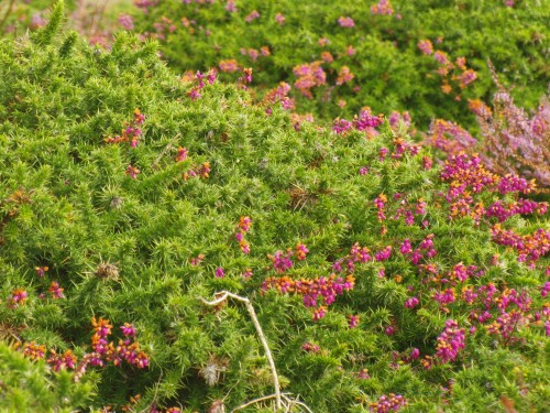 Ouessant wallpaper 51