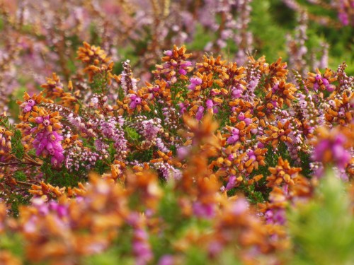 Ouessant wallpaper 52