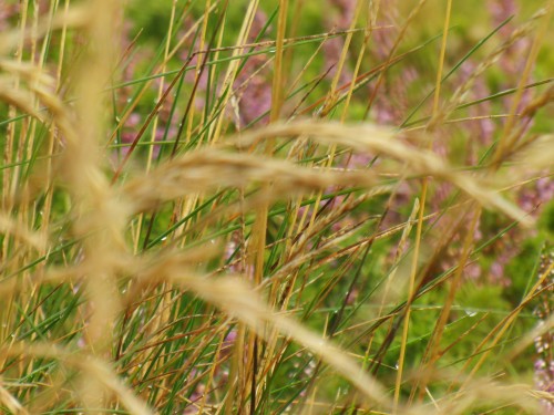 Ouessant wallpaper 53