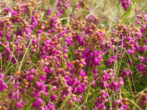 Ouessant wallpaper 9