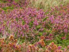 Ouessant wallpaper 45