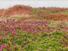 Ouessant wallpaper 46