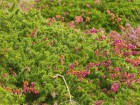 Ouessant wallpaper 51