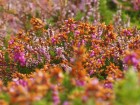 Ouessant wallpaper 52
