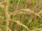 Ouessant wallpaper 53