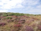 Ouessant wallpaper 8