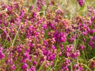 Ouessant wallpaper 9