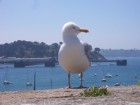 Saint-Malo wallpaper 15