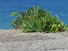 Saint-Malo wallpaper 36
