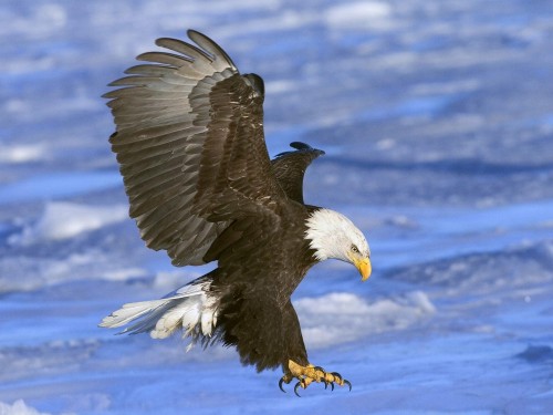 Aigles wallpaper 1