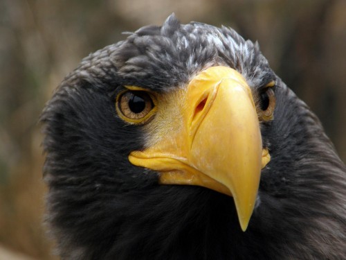 Aigles wallpaper 10