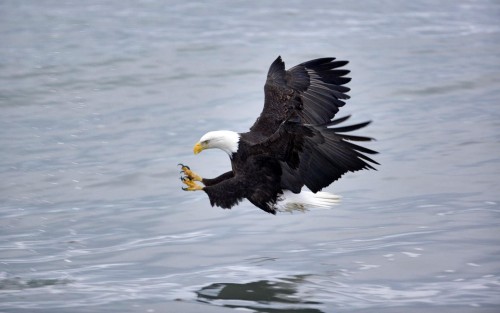 Aigles wallpaper 2