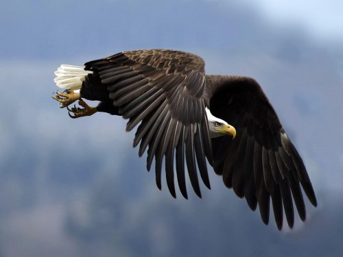 Aigles wallpaper 3