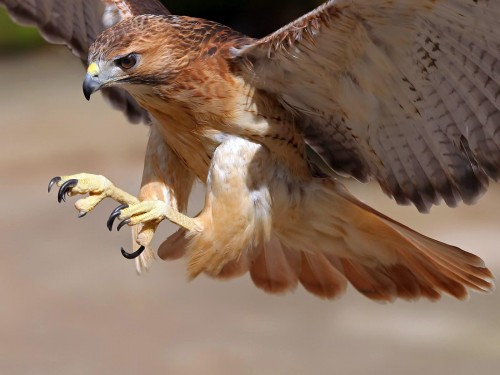 Aigles wallpaper 4