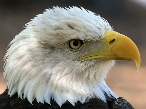 Aigles wallpaper 8