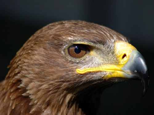Aigles wallpaper 9