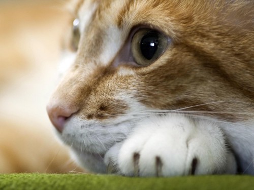 Chats wallpaper 10