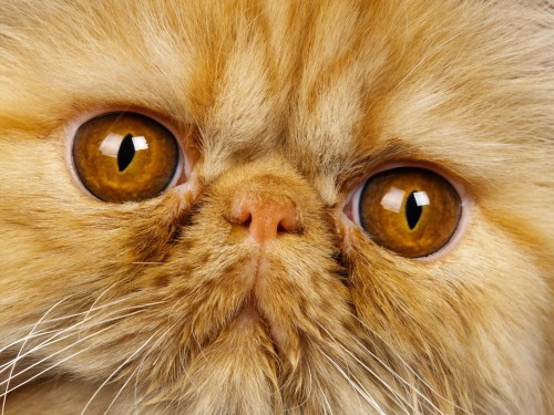Chats wallpaper 11