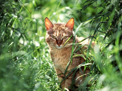 Chats wallpaper 12