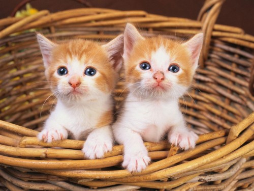 Chats wallpaper 13