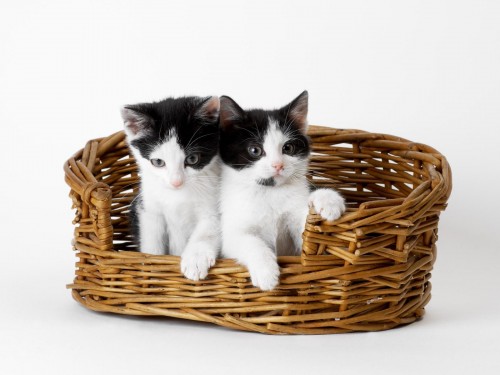 Chats wallpaper 14