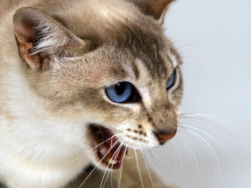 Chats wallpaper 15