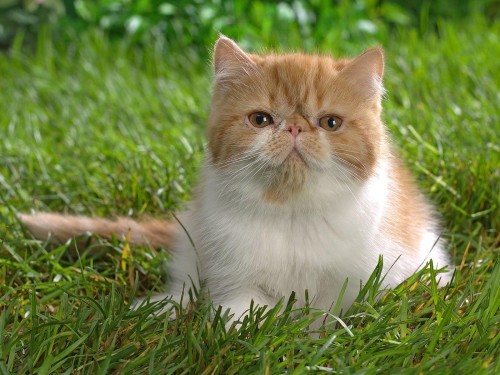 Chats wallpaper 16