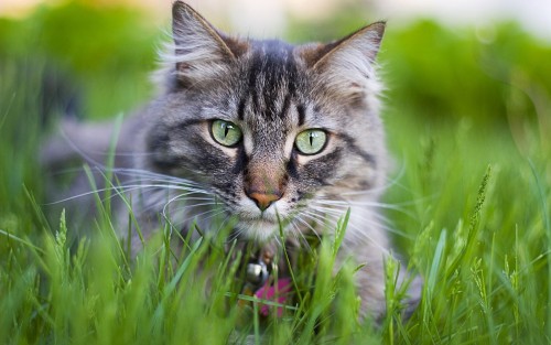 Chats wallpaper 17
