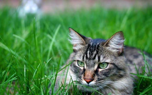 Chats wallpaper 18