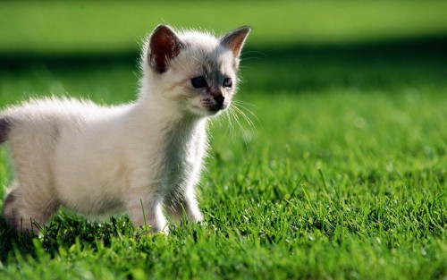 Chats wallpaper 2