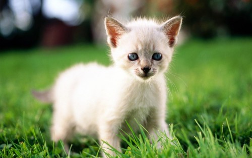 Chats wallpaper 3