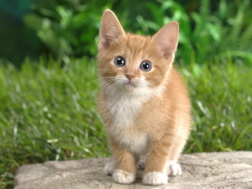 Chats wallpaper 5