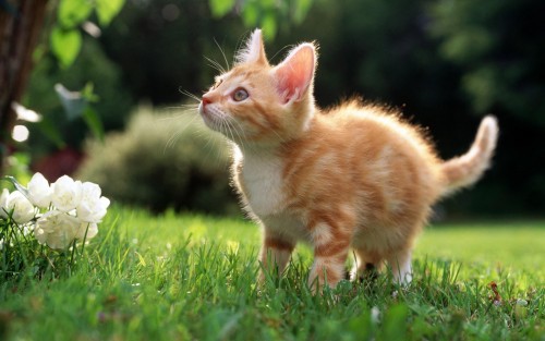 Chats wallpaper 6