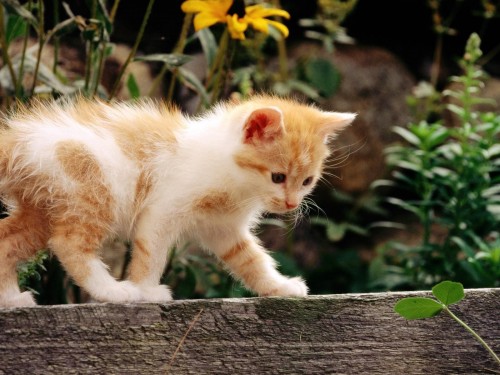 Chats wallpaper 7