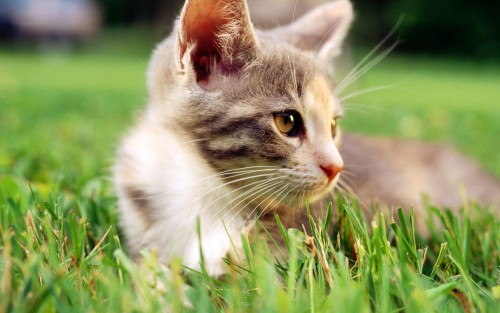 Chats wallpaper 8