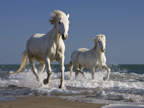 Chevaux wallpaper 1
