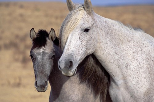Chevaux wallpaper 2