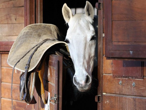 Chevaux wallpaper 3