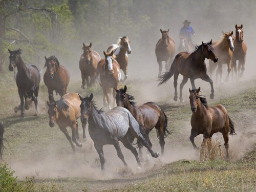 Chevaux wallpaper 4