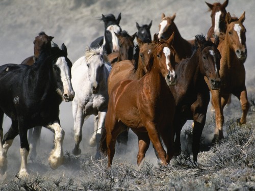 Chevaux wallpaper 5