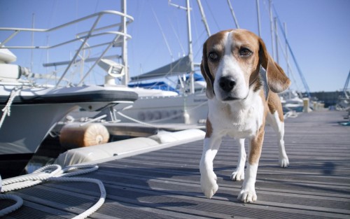 Chiens wallpaper 1