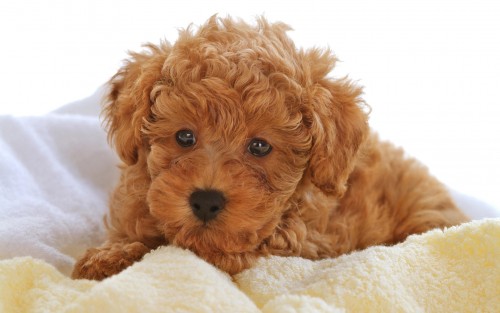 Chiens wallpaper 4