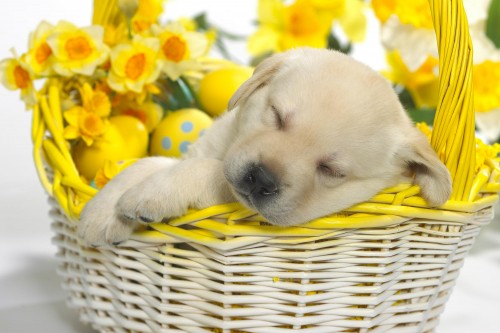 Chiens wallpaper 5