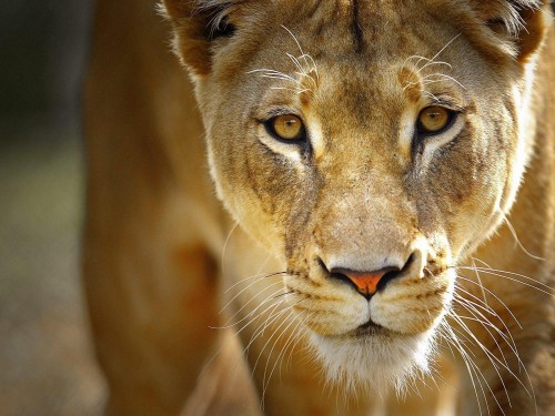 Lions wallpaper 1