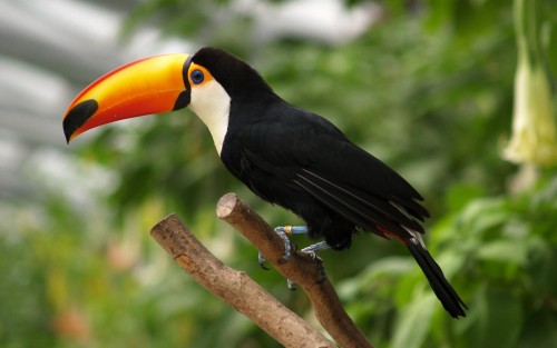 Oiseaux wallpaper 10
