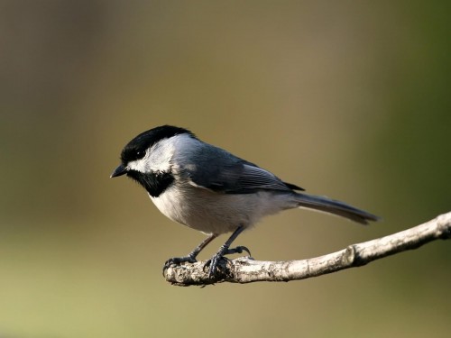Oiseaux wallpaper 2