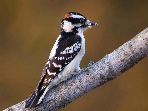 Oiseaux wallpaper 3