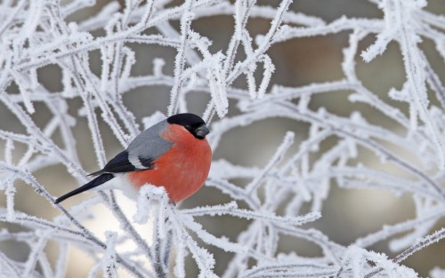 Oiseaux wallpaper 4