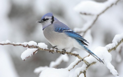 Oiseaux wallpaper 6
